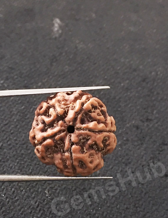 5 Mukhi Certified Nepali Rudraksha